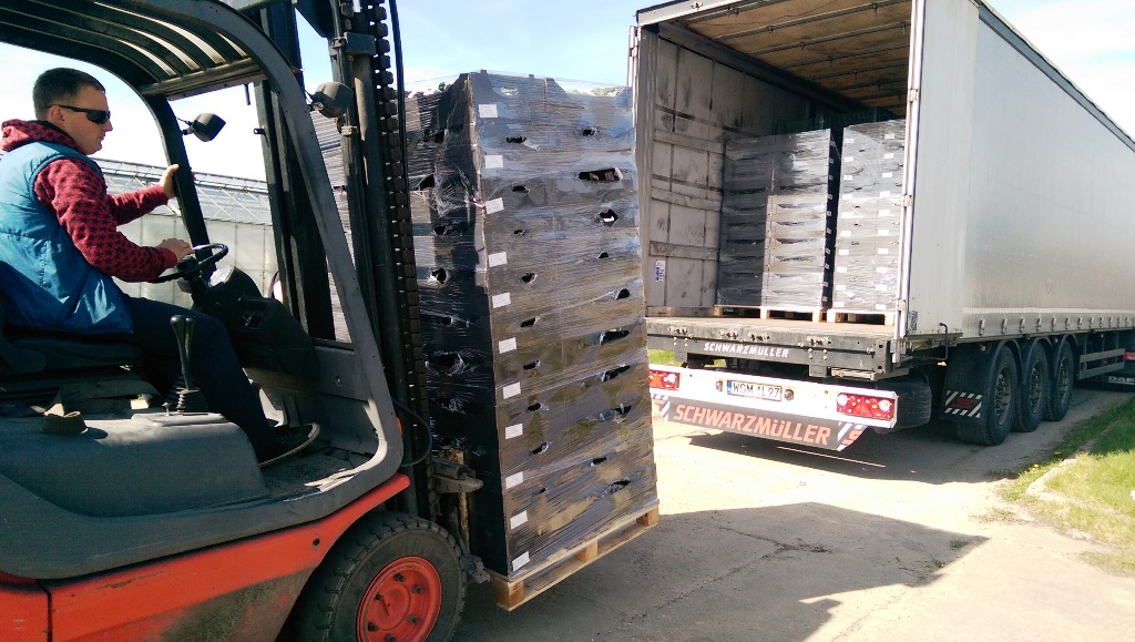 Jordgubbsplantor frigo