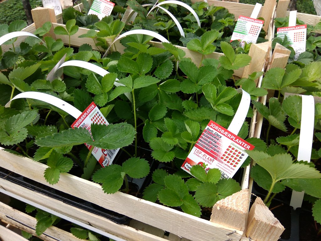 Jordgubbsplantor Clery