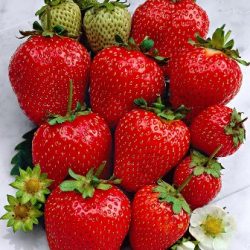 Jordbær Ostara 10 planter