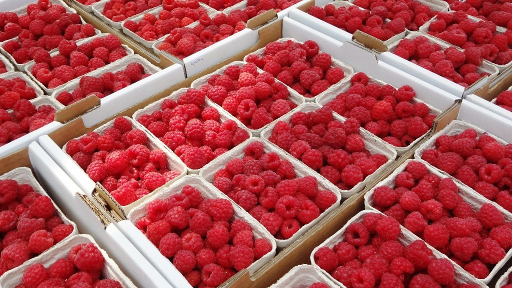 hallonfrukter 