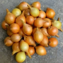 Vinterforårsløg til plantning 250 g