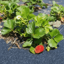 Sort Agrotekstil 10 m x 1,6 m